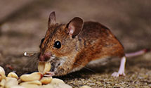 24 Hour & Emergency Exterminators in Upper Frankfd, PA